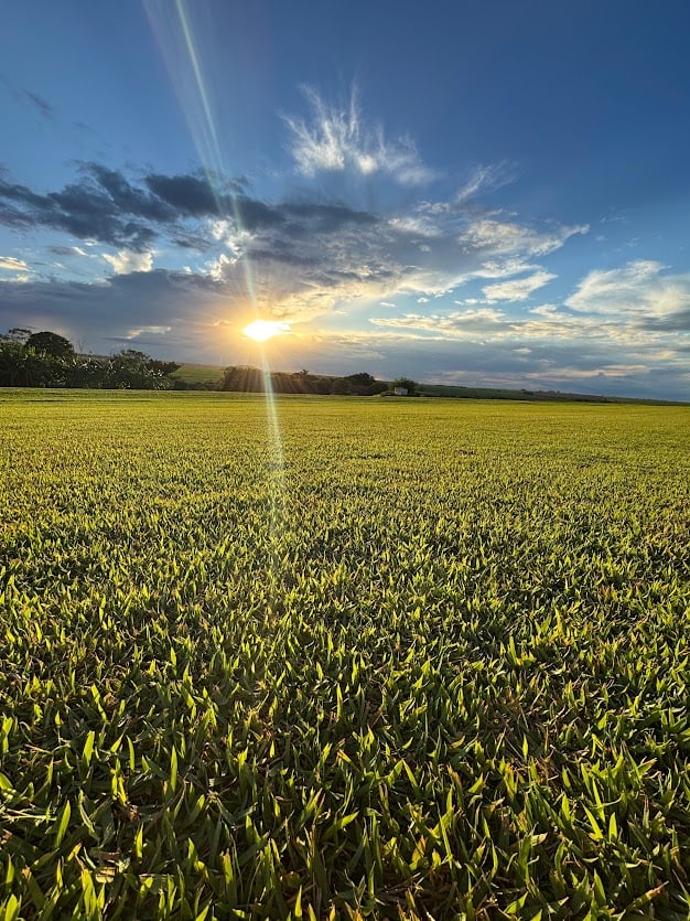 Campo de grama iluminado pelo sol baixo no fim da tarde, registro visual de área de produção da Grameira Maripá.