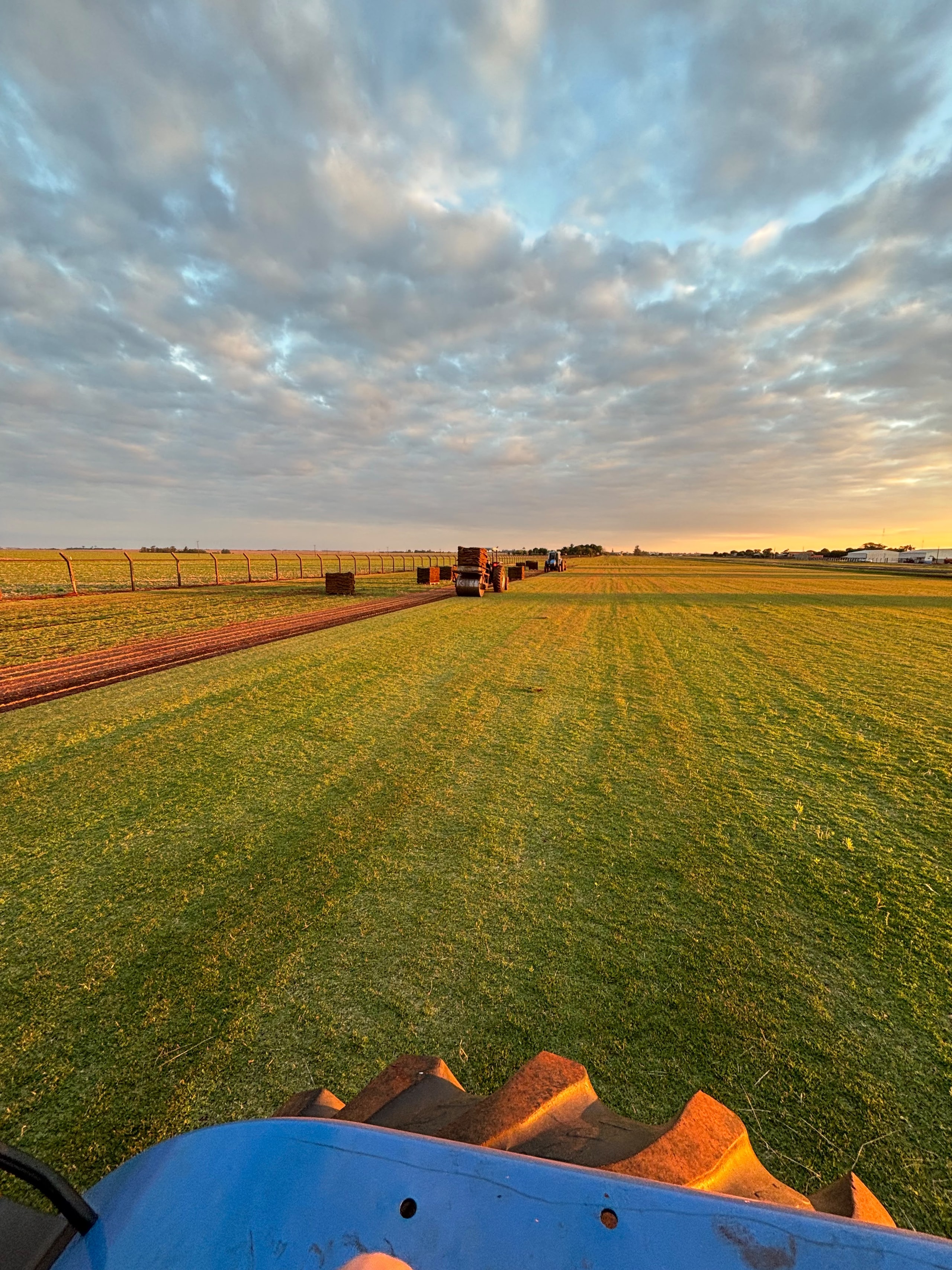 Campo de grama ao entardecer, visto a partir de uma máquina em operação; foto fornecida pela Grameira Maripá.